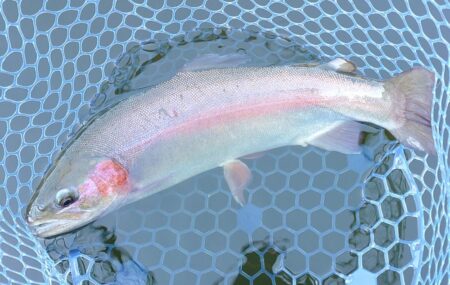 ユスリカ大量ハッチ ～岡崎トラウトポンド～